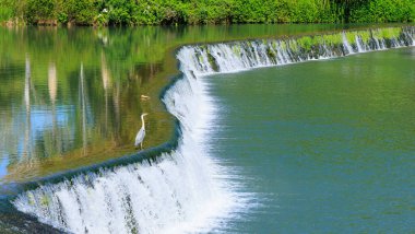 Vahşi kuş, nehirde balıkçıl.