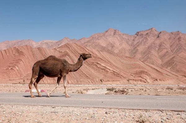 モロッコの道路上のラクダ — ストック写真