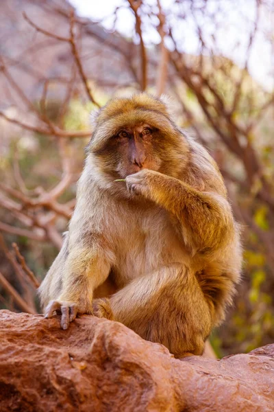 Portrét Opice Maroku — Stock fotografie