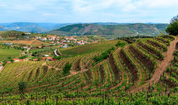 Douro Valley Vineyard Terrace Portugal — Stock Photo, Image