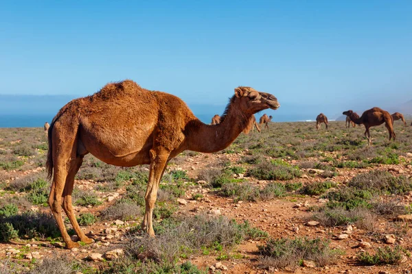 Piękny Wielbłąd Maroku — Zdjęcie stockowe