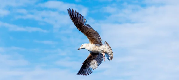 Hermosa Gaviota Volando Sobre Cielo Azul — Foto de Stock