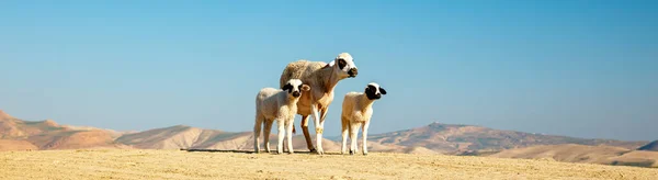Schafe Der Wüste Marokko — Stockfoto