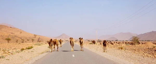Дорога Пустыню Верблюдов Пересекающих Дорогу Марокко — стоковое фото