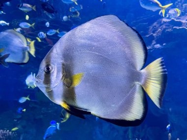 Akvaryumdaki güzel balıklara yaklaş.