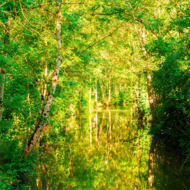 Marais Poitevin, Fransız bataklığı, nehirde yansıyan orman Fransa 'daki yeni akuitaine...