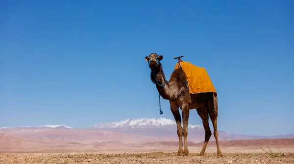 Jediný Velbloud Pouštní Krajině Maroko — Stock fotografie