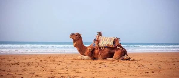 Kamel Stranden Marocko — Stockfoto