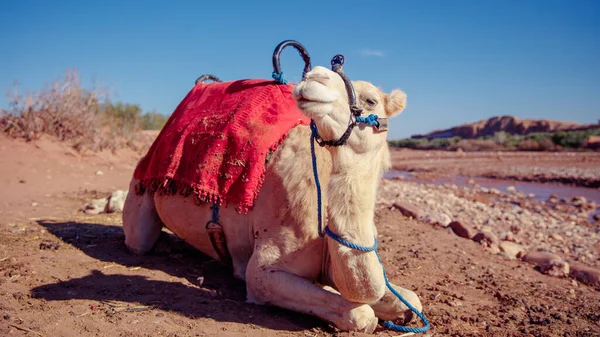 Zbliżenie Wielbłąda Pustynnej Oazie — Zdjęcie stockowe