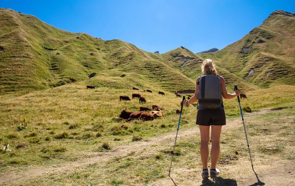 Жінка Йде Походом Коровами Горами Канталь Франції — стокове фото