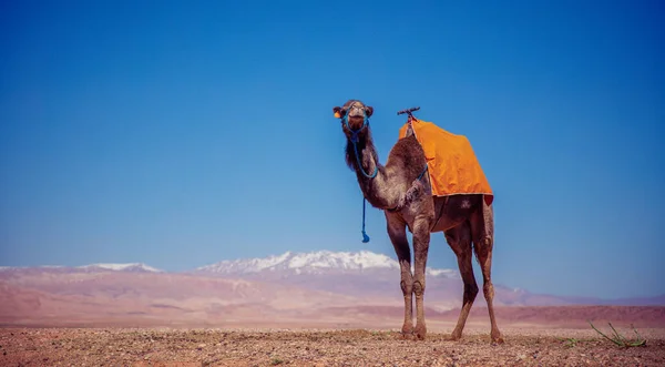 砂漠のラクダとアトラス山を背景に 休暇のコンセプト — ストック写真