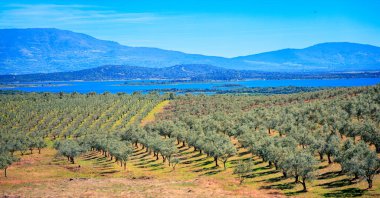 Zeytin ağacı tarlası, göl ve nehir İspanya 'da Extremadura manzarası