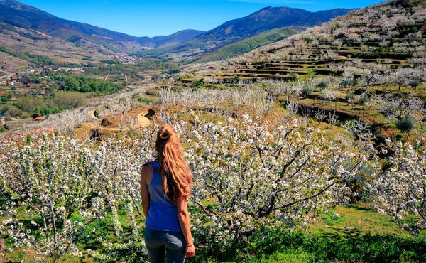 Piękna Panorama Doliny Jerte Kwiatem Wiśni Hiszpanii Extremadura — Zdjęcie stockowe