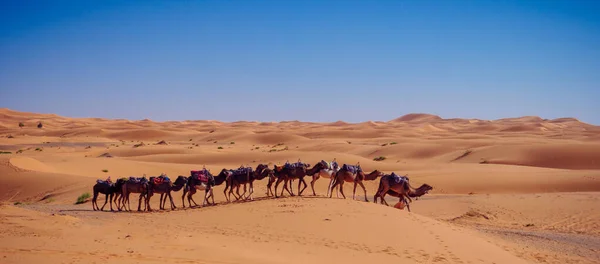 Дюны Пустыни Сахара Верблюжьи Поезда — стоковое фото