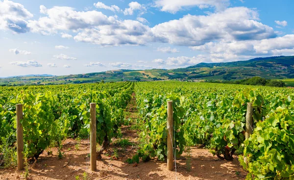 Beaujolais Wijngaard Bourgogne Frankrijk Rhône Saone Loire Cote — Stockfoto