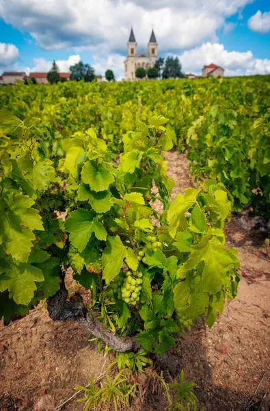 Beaujolais Üzüm Tarlasında Üzüm Bağı Rgni Durette — Stok fotoğraf