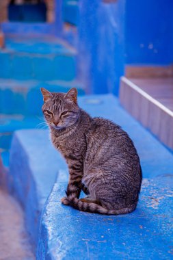 Şef Chaouen şehrindeki gri kedi.