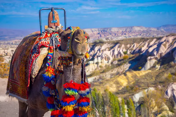 Camel Cappadocia Turkey — Stock Photo, Image