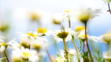 chamomile flower in a field