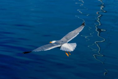 Atlantik Okyanusu üzerinde uçan martı