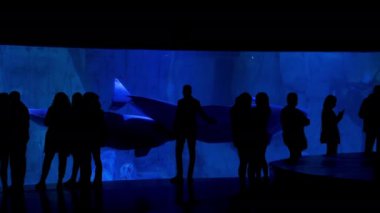 Balina gözlemleyen insanların siluetleri, dolpin