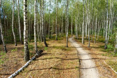 Fresh spring green birch forest 