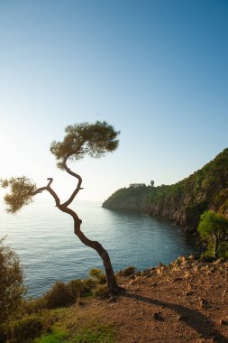 Prens adasında büyük kavisli çam ağacı, Büyükşehir, Türkiye, İstanbul