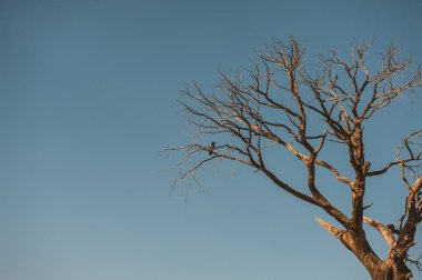 Mavi gökyüzüne karşı kurumuş ağaç ve dalda oturan karga