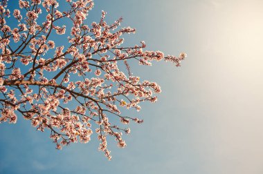 Güzel bahar ve yaz arkaplanı Pembe kiraz çiçekleri ve açık mavi gökyüzü