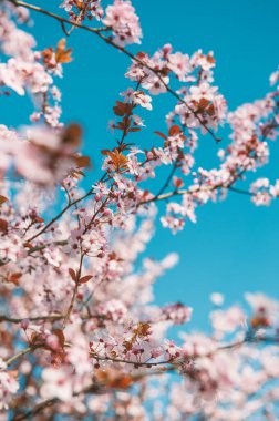 Güzel bahar ve yaz arkaplanı Pembe kiraz çiçekleri ve açık mavi gökyüzü