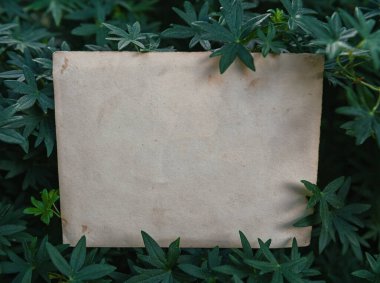 Antika boş kağıt, bir bitkinin yeşil yaprakları üzerinde yatar ve kırsal ve doğal bir zemin oluşturur. Yıpranmış çarşaf botanik yapraklarla harmanlanarak çevre dostu bir doku sunuyor.