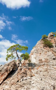 Türkiye 'nin görkemli dağ kayalıkları Parlak mavi gökyüzünün altında tek bir çam ağacı