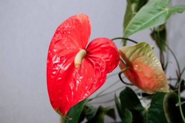 Anthurium kırmızı kalp şeklinde bir çiçektir..