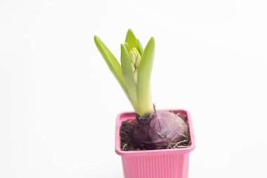 Fresh unblown green hyacinth in a pot