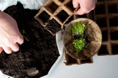 Çiçek eken kadın topraktan filizleniyor.