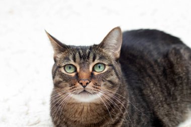 Muhteşem güzellikte büyük bir kedi. Şaşırmış bakışlı bir tekir kedi bir divanın üzerinde dinleniyor. Kulaklarında püskülleri olan kedi.