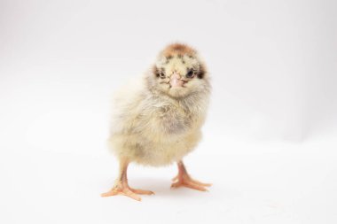 Beyaz arka planda küçük tavuk