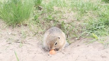 Wild Groundhogs gopher eating carrot