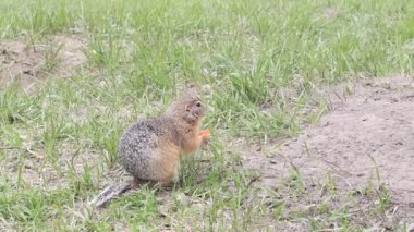 A groundhog sitting at its burrow on the grass