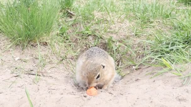 Wild Groundhogs Gopher Eating Carrot — Video Stock