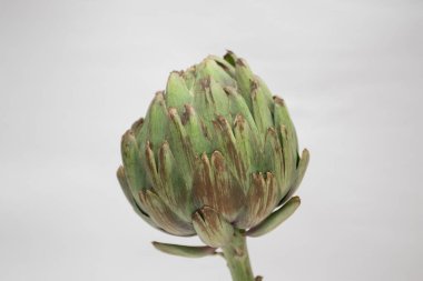 Beyaz arkaplanda taze yeşil enginarlar