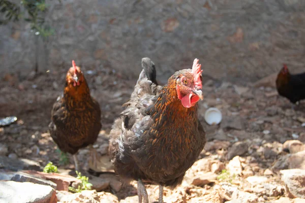 Black Chickens Feeding Yard Stock Image