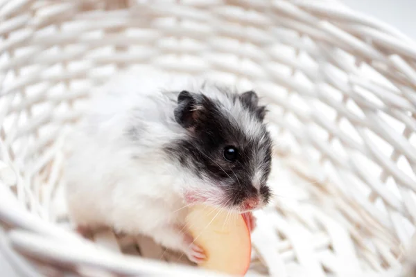 White Hamster Eating Apple — Zdjęcie stockowe