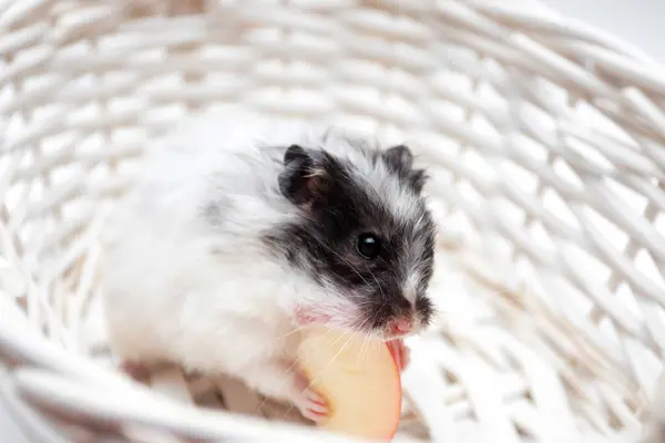 White Hamster Eating Apple Rechtenvrije Stockafbeeldingen