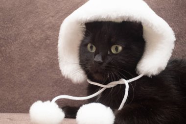 Black cat wearing winter hat.