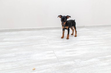 Minyatür pinscher köpek yavrusu yerde duruyor
