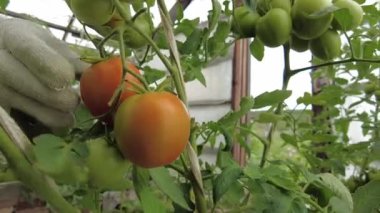 picking tomatoes in the greenhouse.