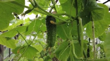 Pick cucumbers in the greenhouse