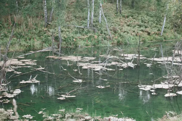 Pântano Lago Barragem Castor — Fotografia de Stock