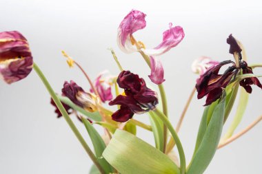 Vazoda solmuş renkli çiçekler..